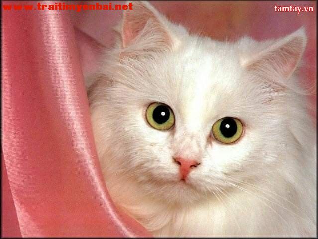 47dd0426_cat.jpg